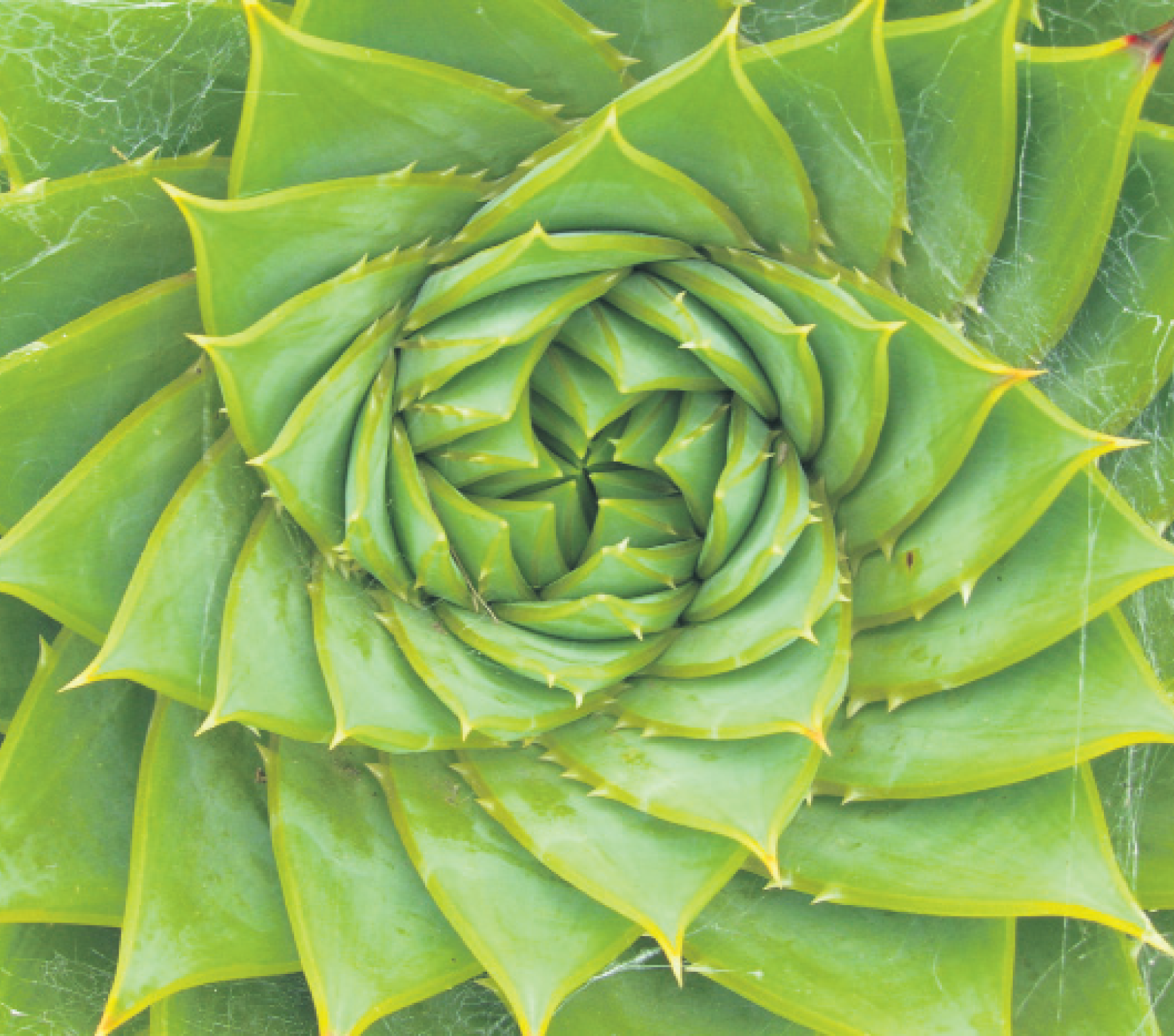 why fibonacci sequence in nature